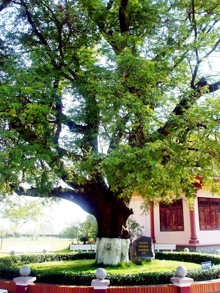 Không gian Gia Lai trong câu chuyện về Bảo tàng Quang Trung và dấu ấn Tây Sơn, góc nhìn 3