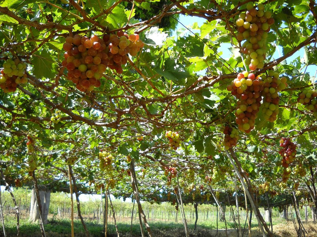 Không gian Khánh Hòa trong câu chuyện về Nho Ninh Thuận, góc nhìn 1