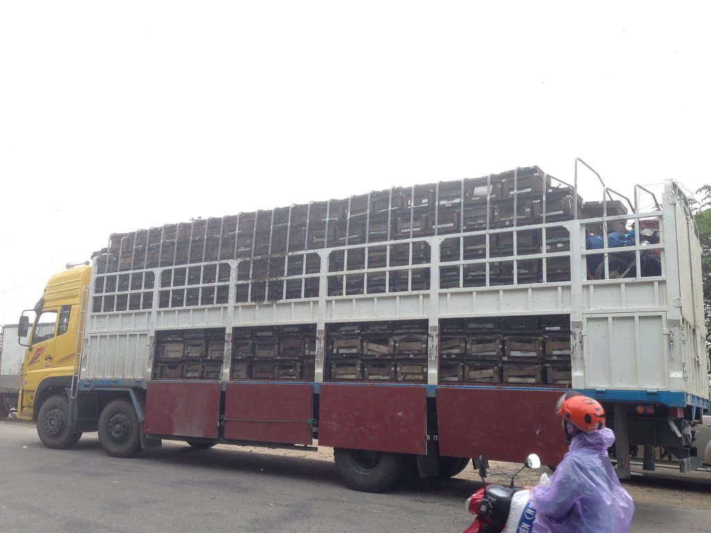 Không gian Quảng Ngãi trong câu chuyện về Cá bống sông Trà, góc nhìn 2